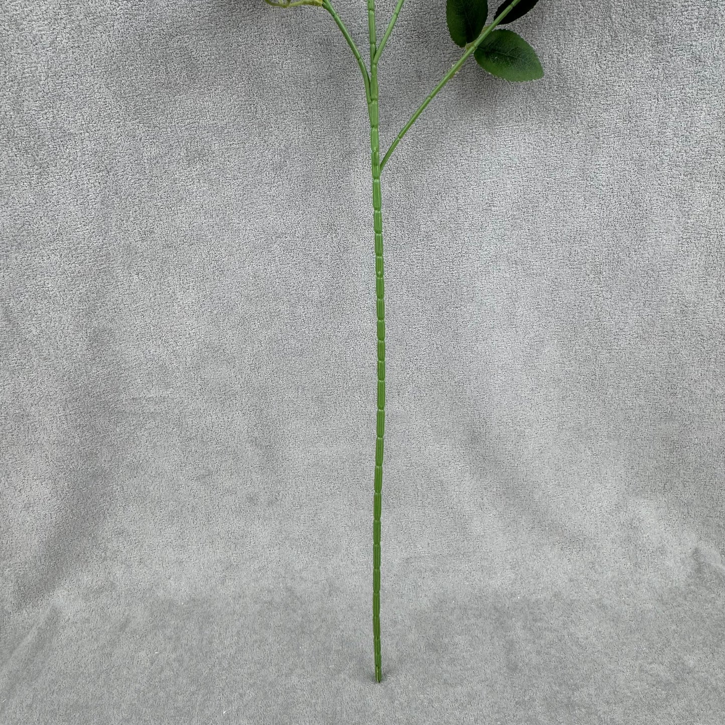 Ivory Silk Empress Rose Bush - 6 Heads