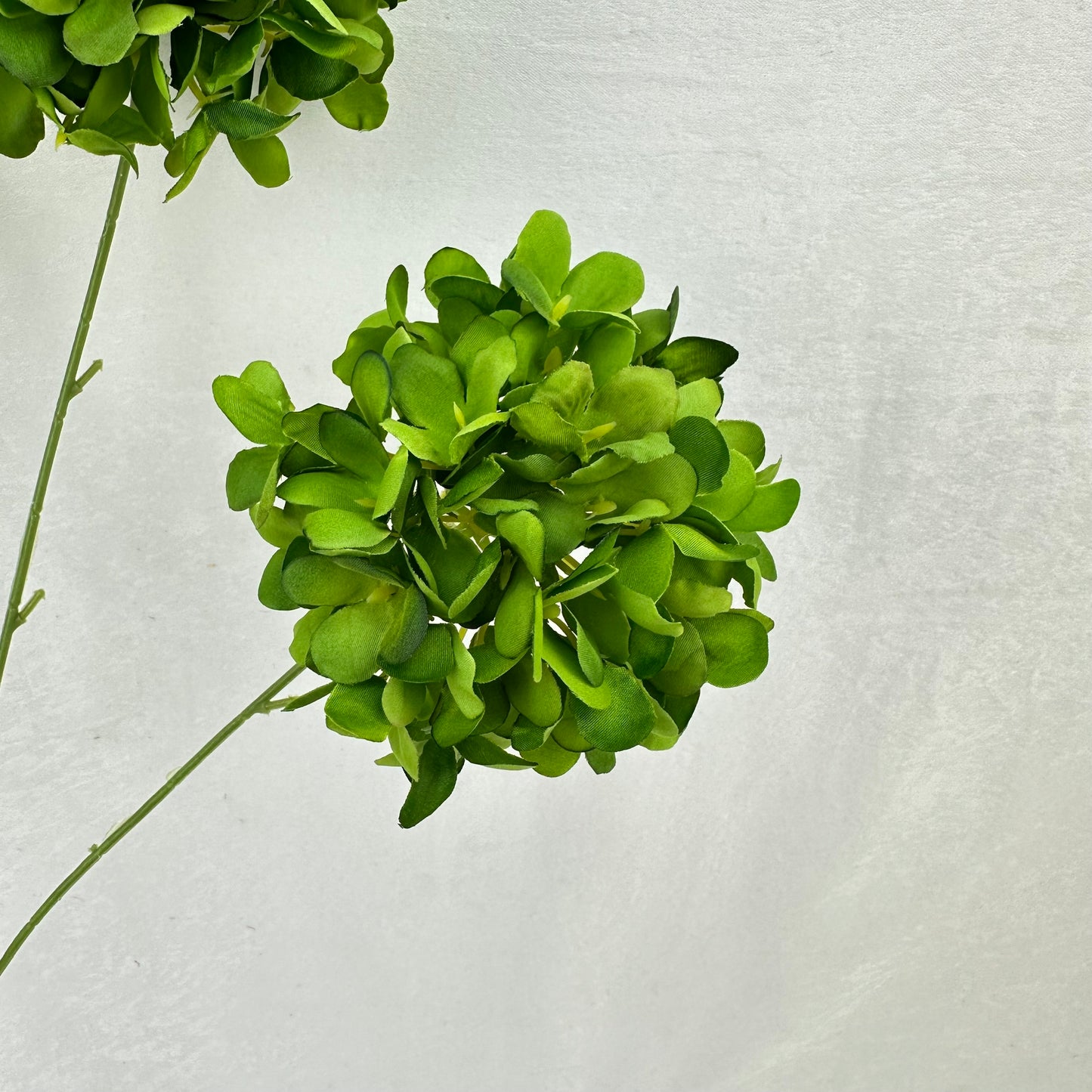 Green Silk Candy Hydrangea Bush - 5 Heads