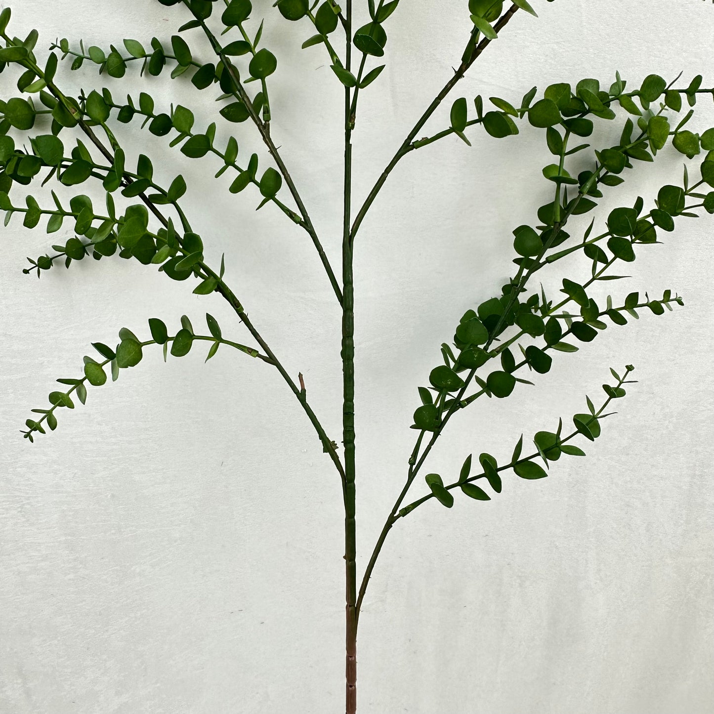 Green Hanging Eucalyptus Branch