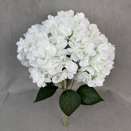 White Silk French Hydrangea Bush - 5 Heads