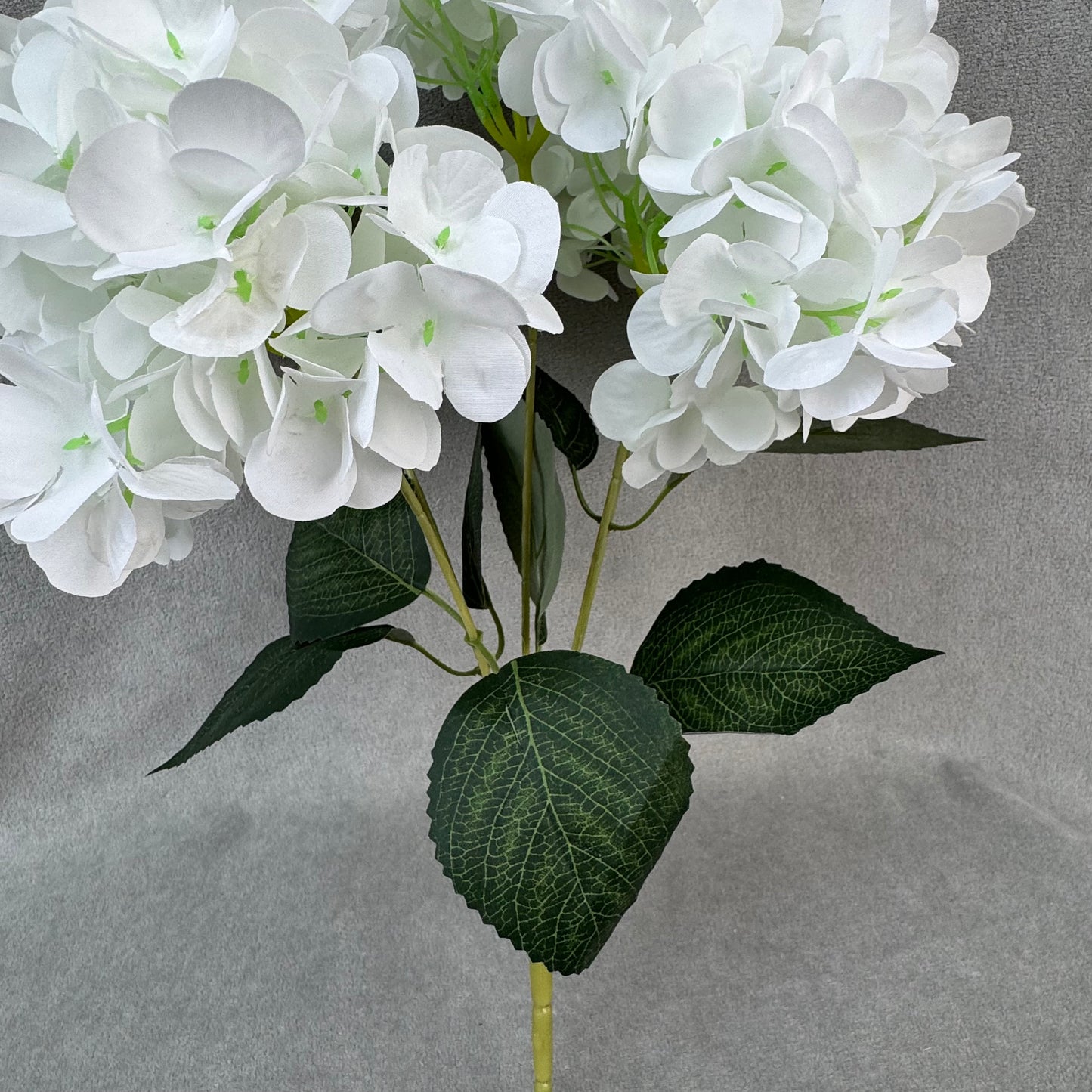 White Silk French Hydrangea Bush - 5 Heads