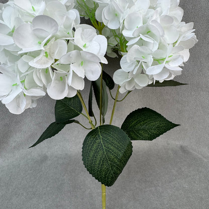 White Silk French Hydrangea Bush - 5 Heads