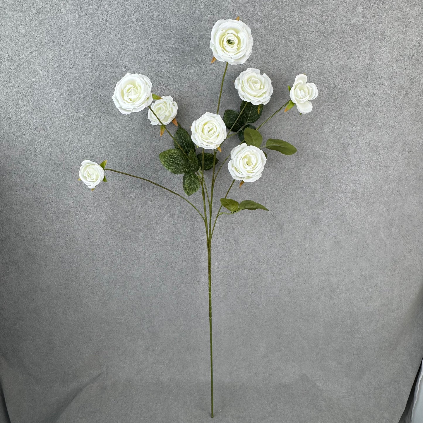 White Silk Empress Rose Bush - 8 Heads