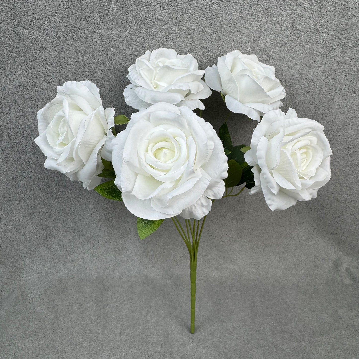 White Silk Star Moon Rose Bush - 7 Heads