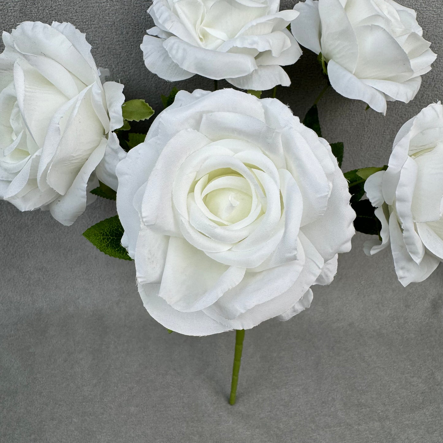 White Silk Star Moon Rose Bush - 7 Heads