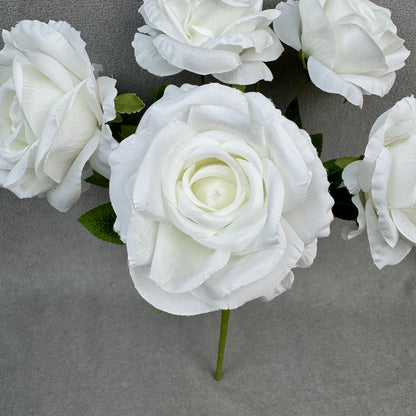 White Silk Star Moon Rose Bush - 7 Heads