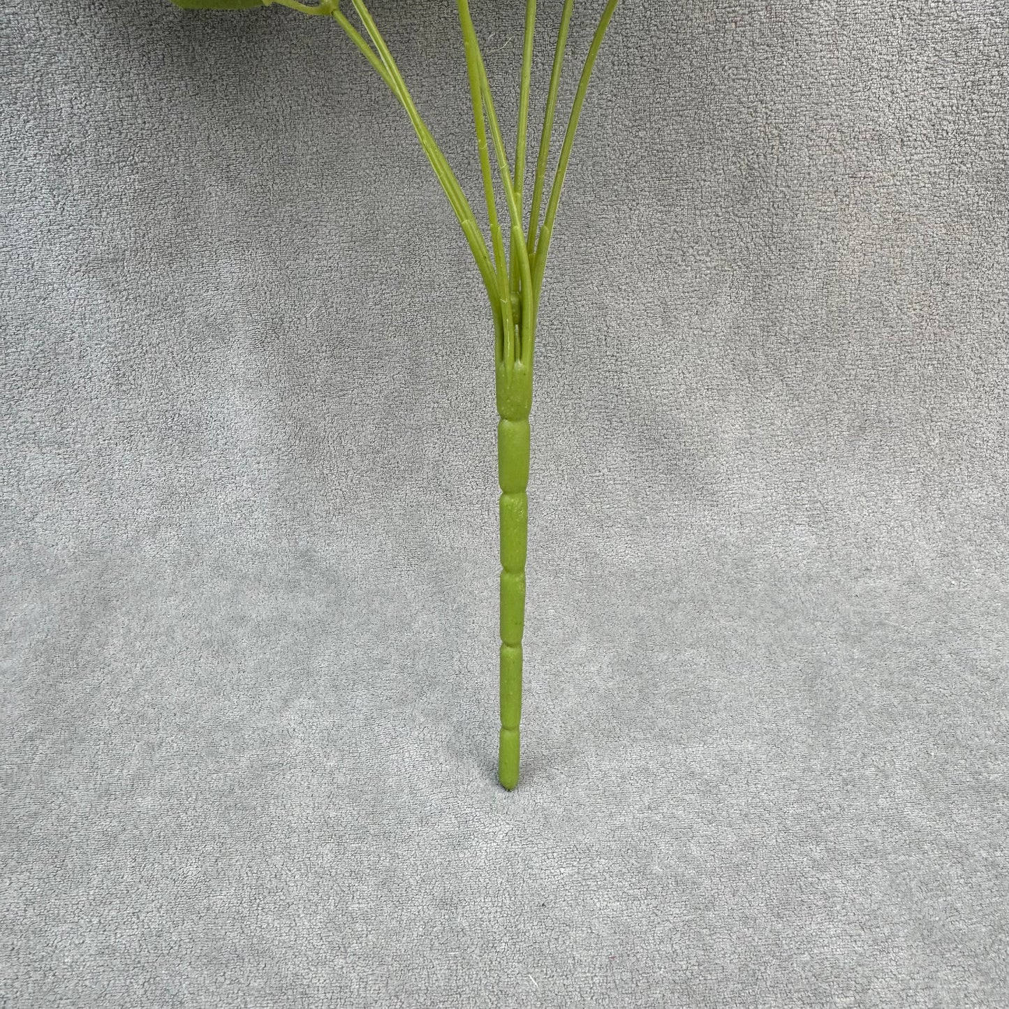 White Silk Star Moon Rose Bush - 7 Heads