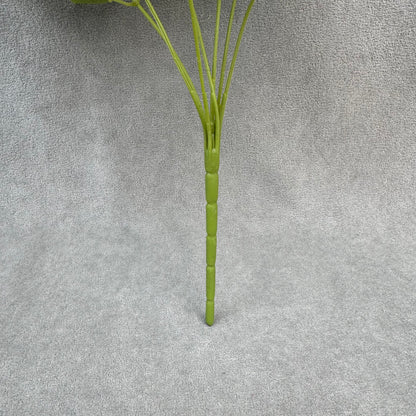 White Silk Star Moon Rose Bush - 7 Heads