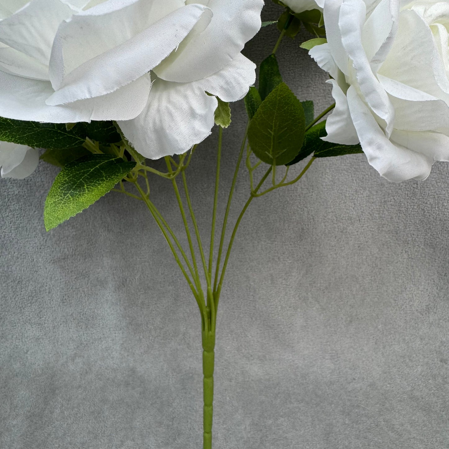White Silk Star Moon Rose Bush - 7 Heads