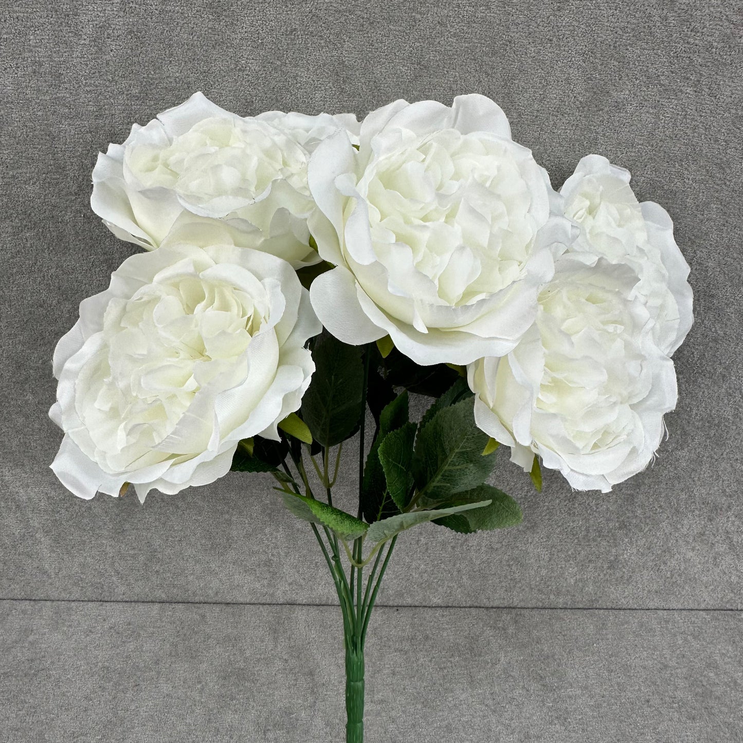 White Silk Austin Rose Bush - 7 Heads