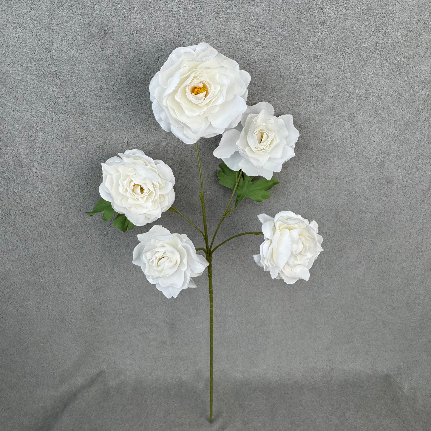 White Silk Princess Peony Bush - 5 Heads