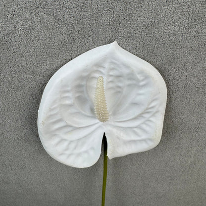 White Real Touch Anthurium Stem
