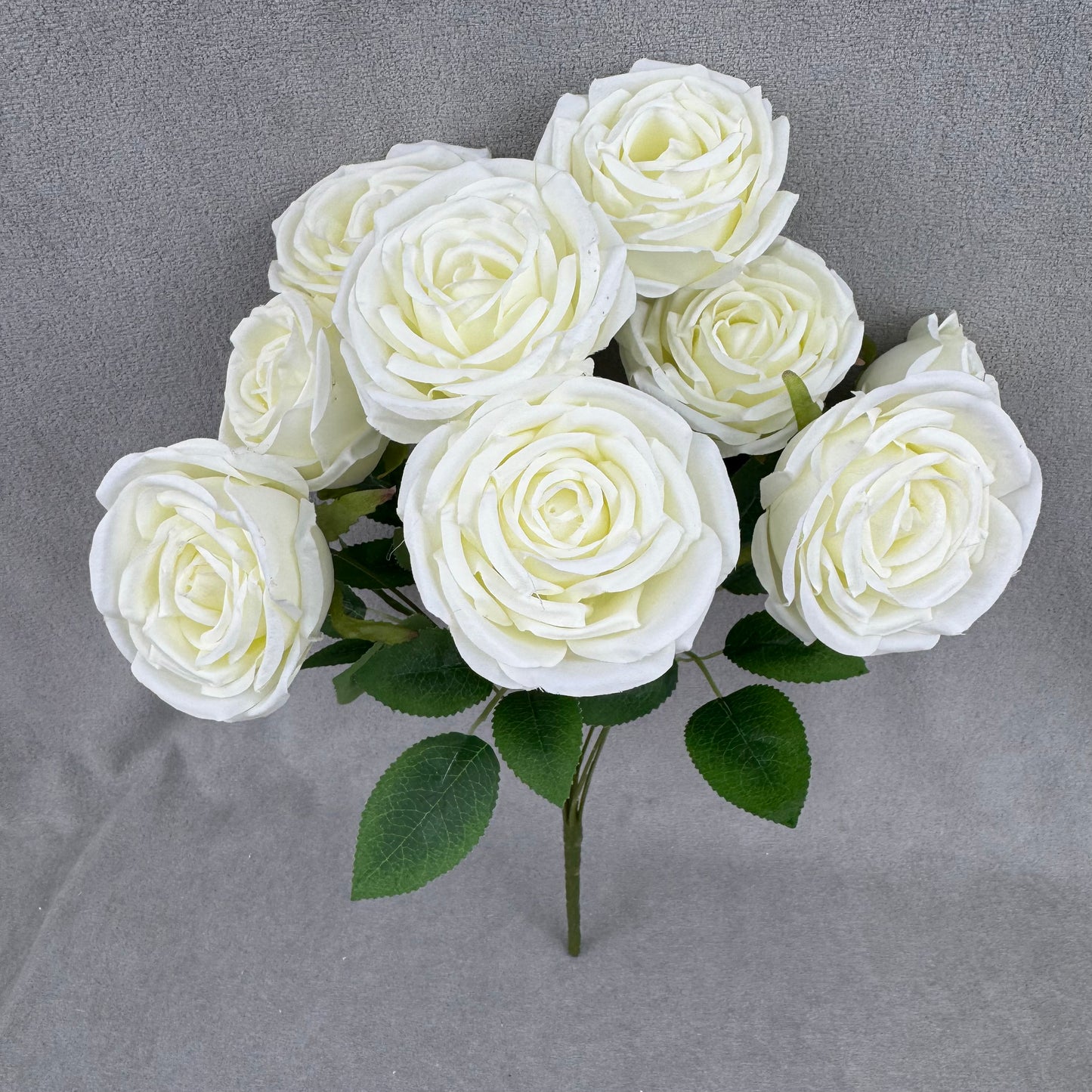 Ivory Silk Dream Empress Rose Bush - 9 Heads