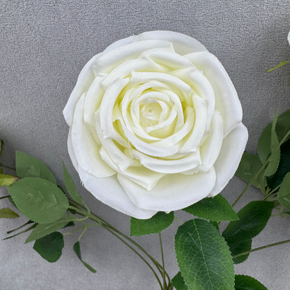 Ivory Silk Dream Empress Rose Bush - 9 Heads