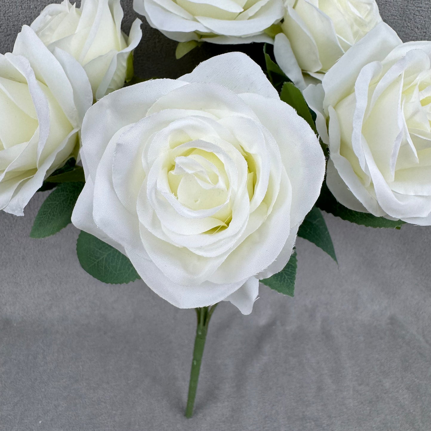 Ivory Silk Happiness Rose Bush - 7 Heads