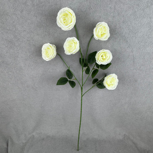 Ivory Silk Empress Rose Bush - 6 Heads