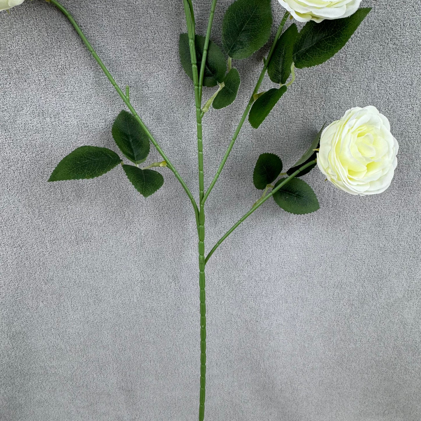 Ivory Silk Empress Rose Bush - 6 Heads