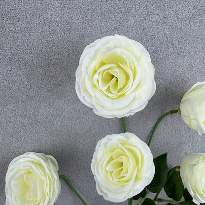 Ivory Silk Empress Rose Bush - 6 Heads