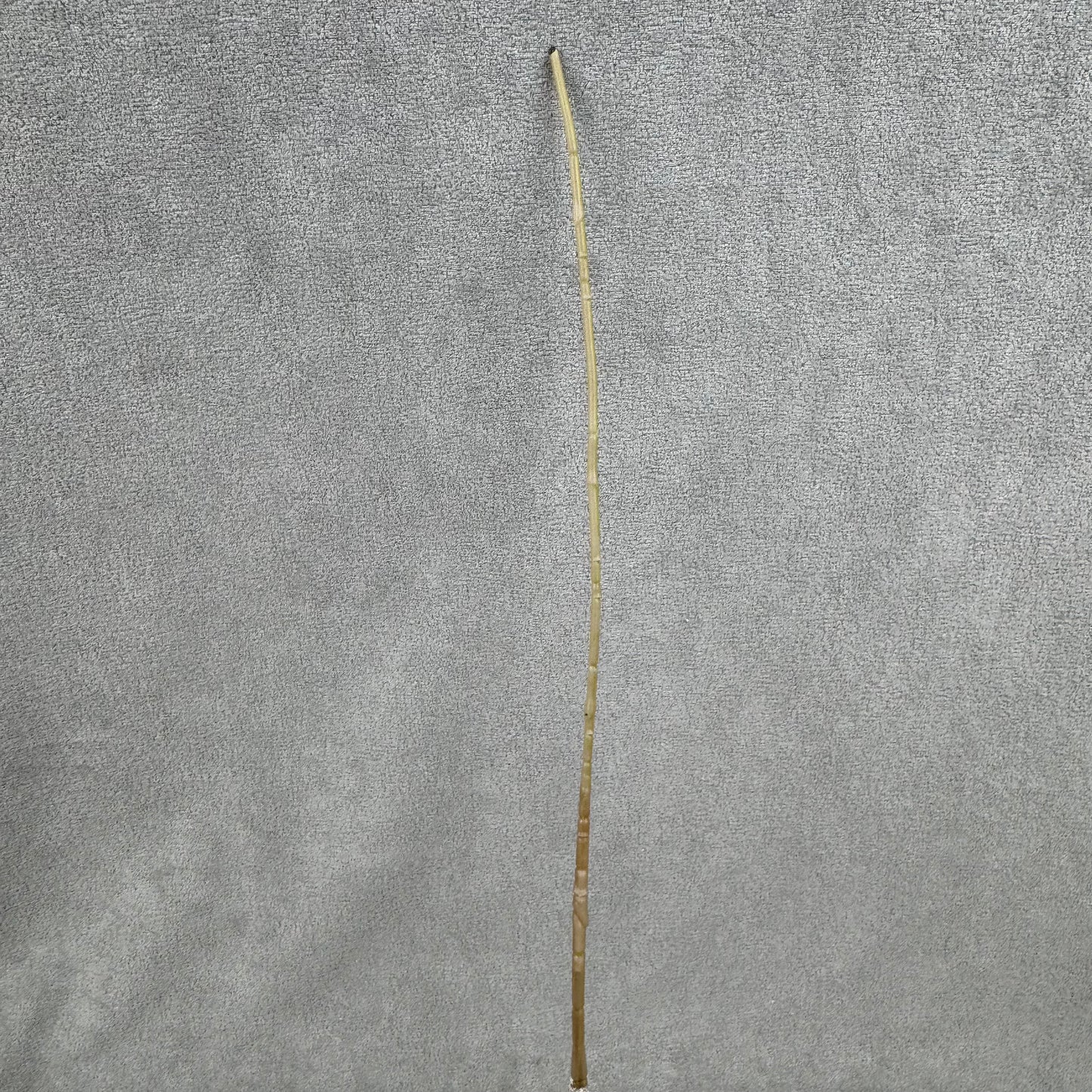 Ivory Silk Amaranthus Stem