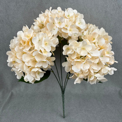 Champagne Silk French Hydrangea Bush - 5 Heads