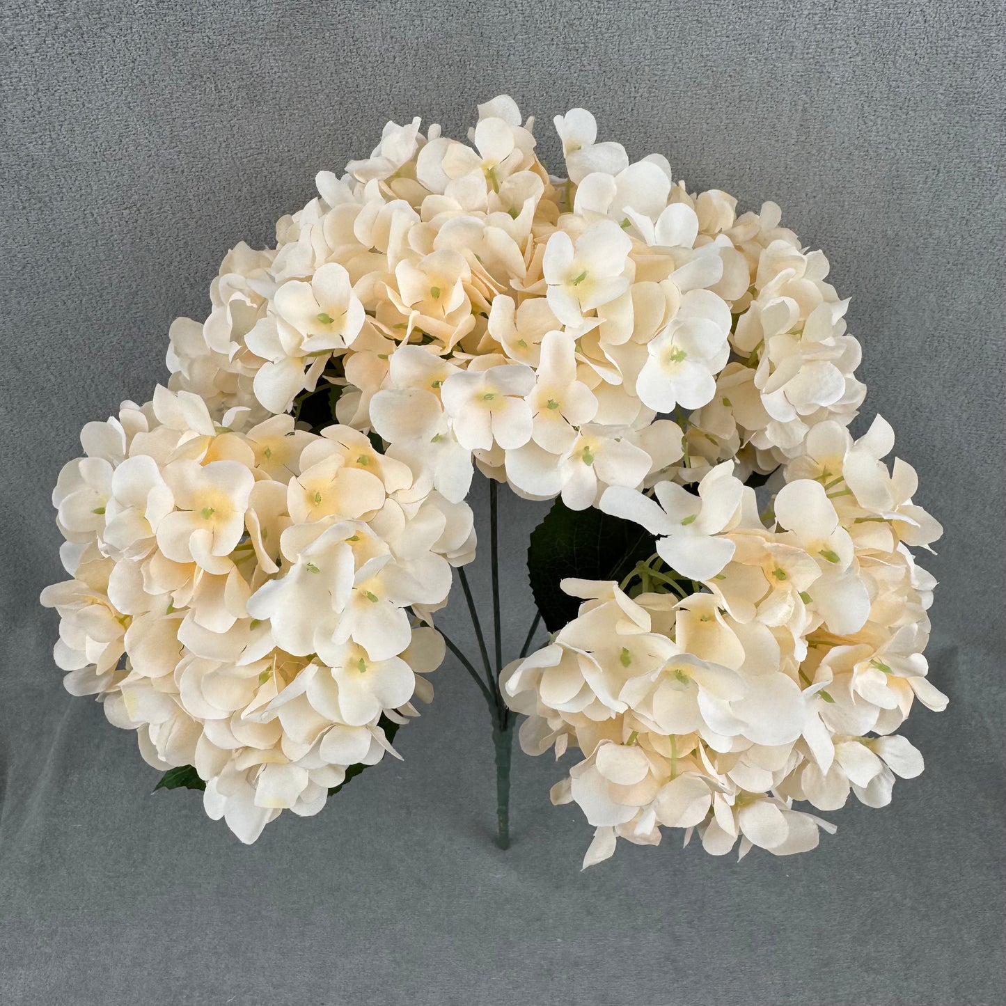 Champagne Silk French Hydrangea Bush - 5 Heads