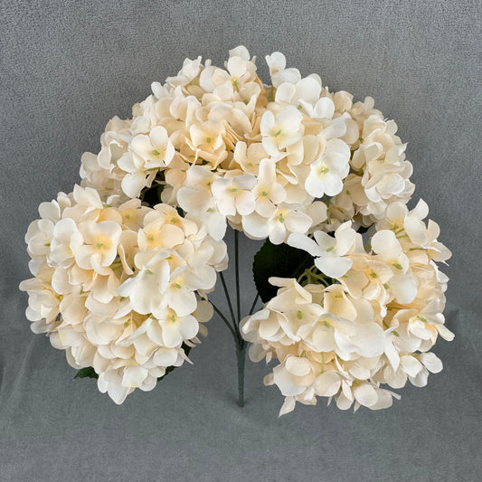 Champagne Silk French Hydrangea Bush - 5 Heads