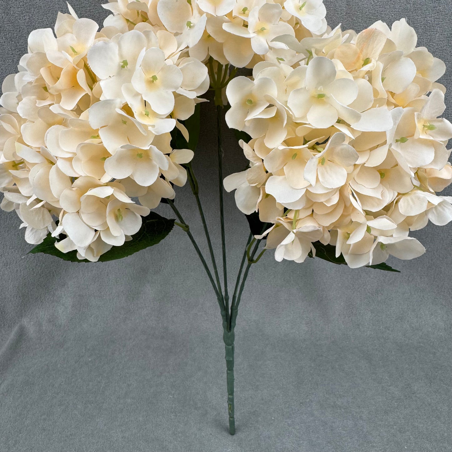 Champagne Silk French Hydrangea Bush - 5 Heads