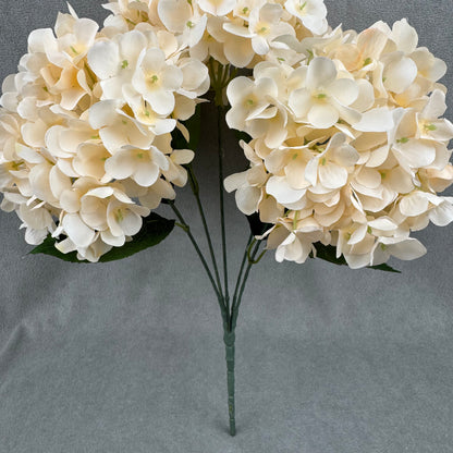 Champagne Silk French Hydrangea Bush - 5 Heads