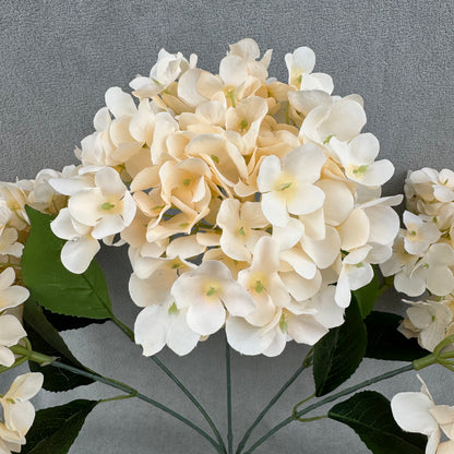 Champagne Silk French Hydrangea Bush - 5 Heads