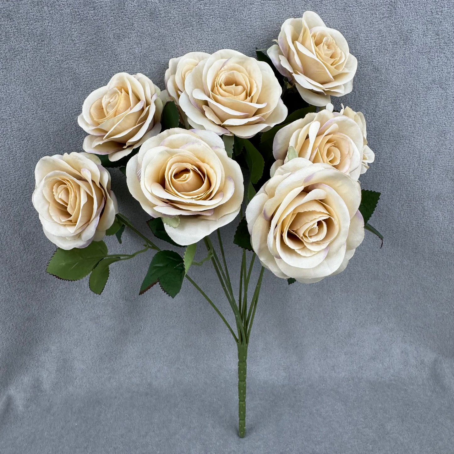 Champagne Silk Holland Rose Bush - 9 Heads
