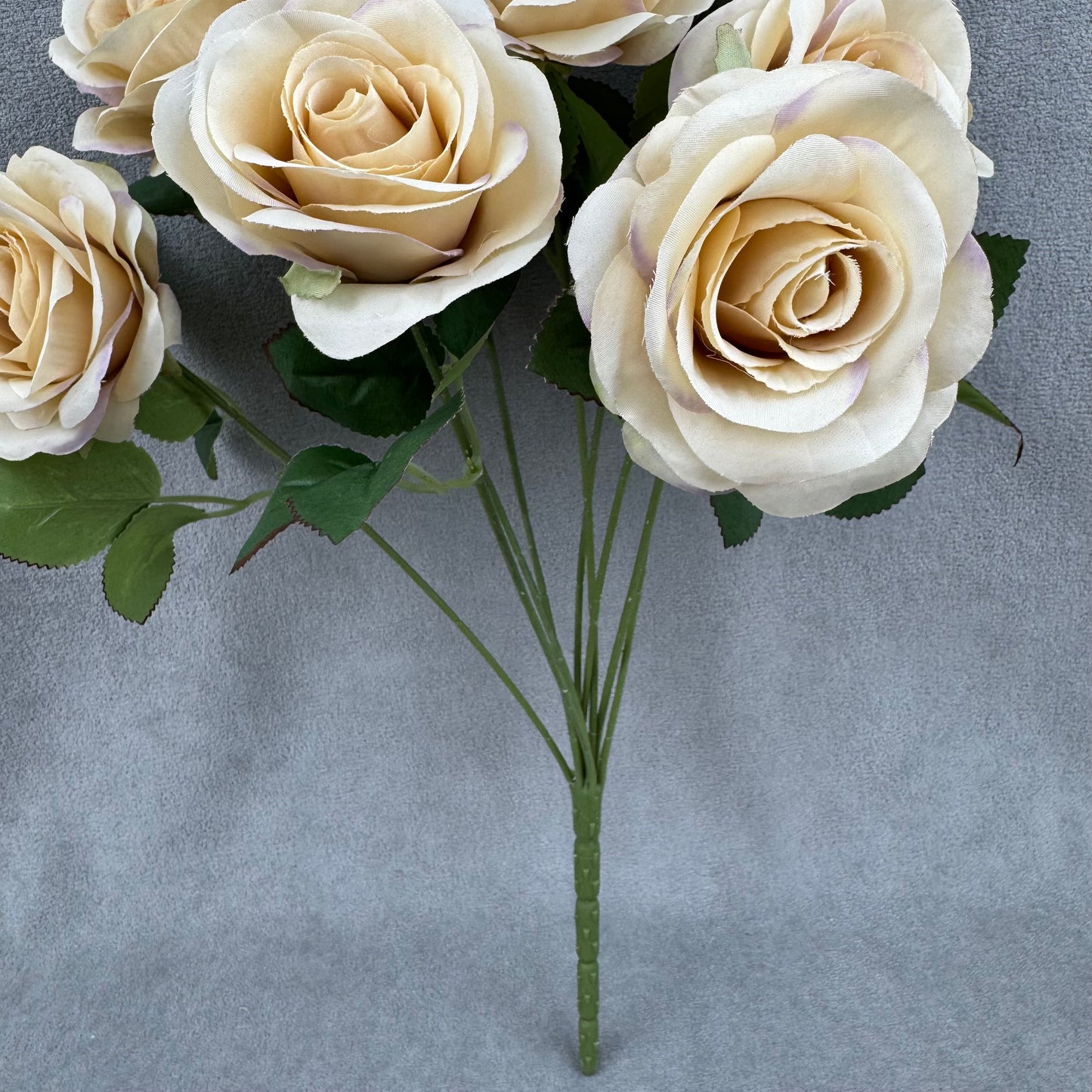 Champagne Silk Holland Rose Bush - 9 Heads