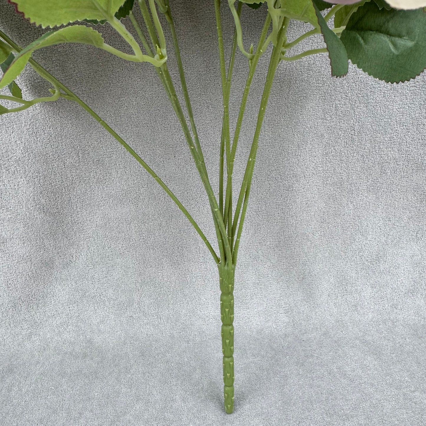 Champagne Silk Holland Rose Bush - 9 Heads