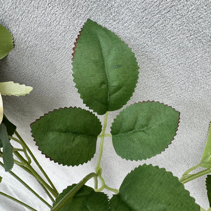 Champagne Silk Holland Rose Bush - 9 Heads