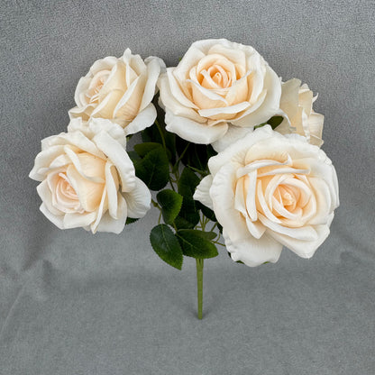 Champagne Silk Star Moon Rose Bush - 7 Heads