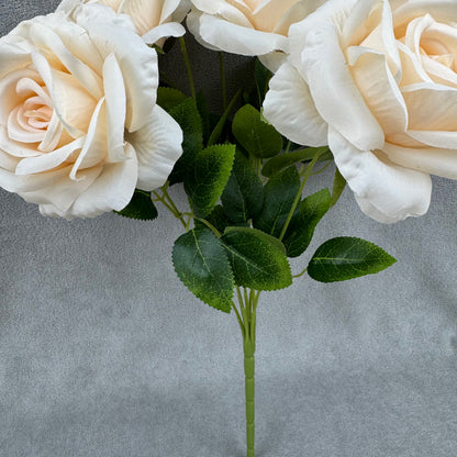 Champagne Silk Star Moon Rose Bush - 7 Heads