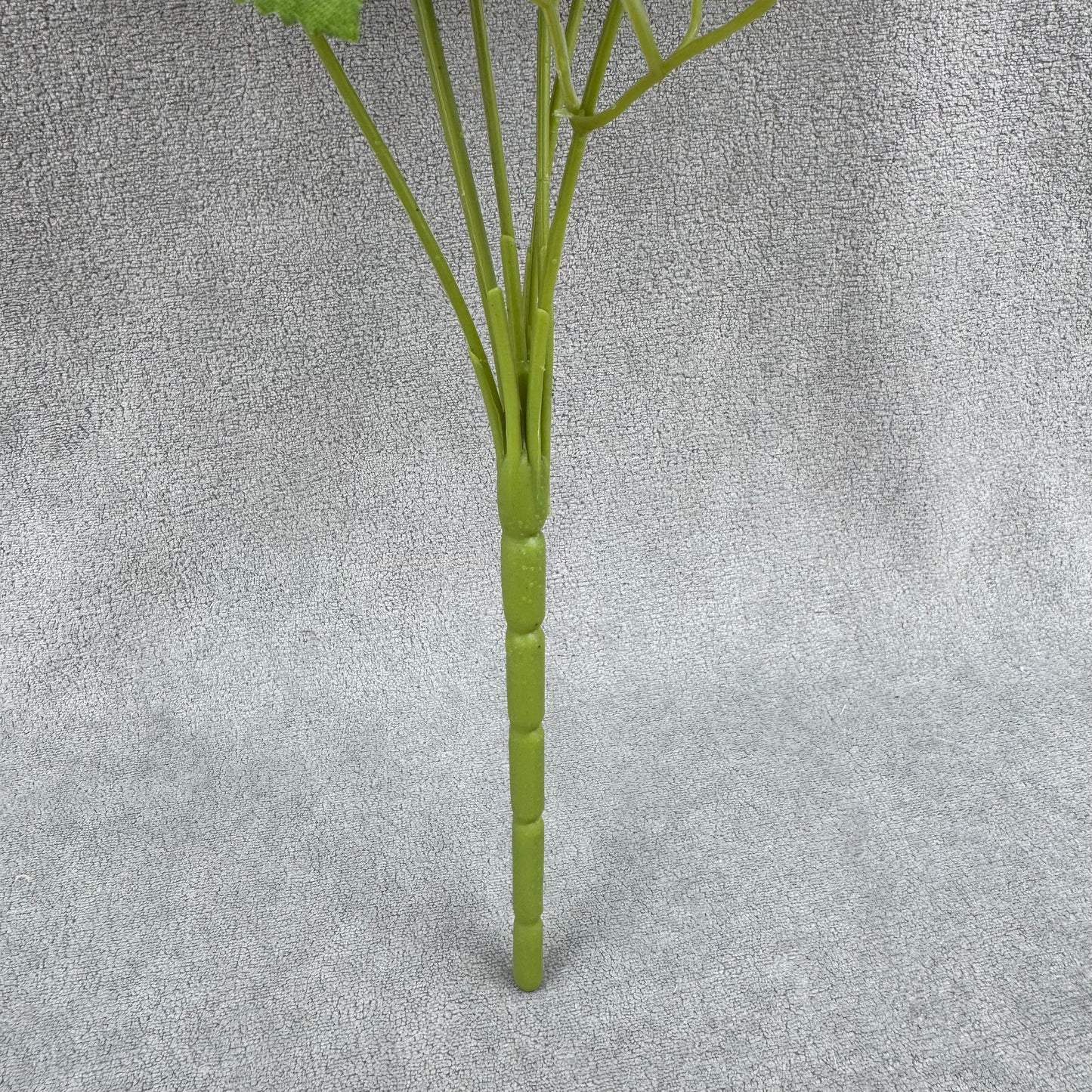 Champagne Silk Star Moon Rose Bush - 7 Heads