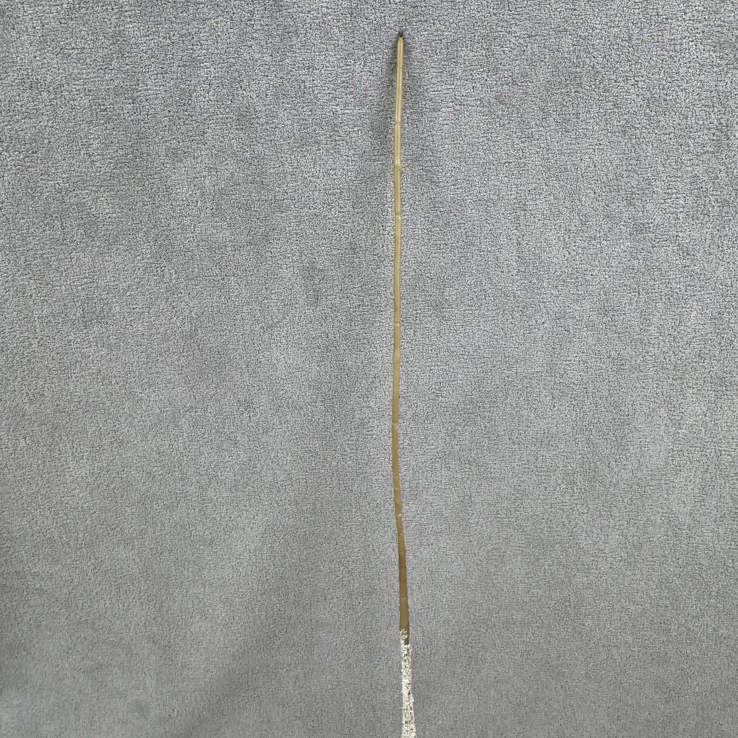 Champagne Silk Amaranthus Stem