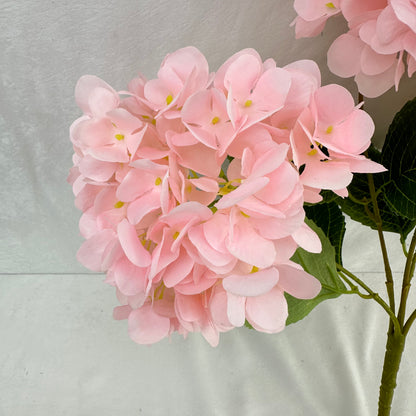 Pink Silk French Hydrangea Bush - 5 Heads