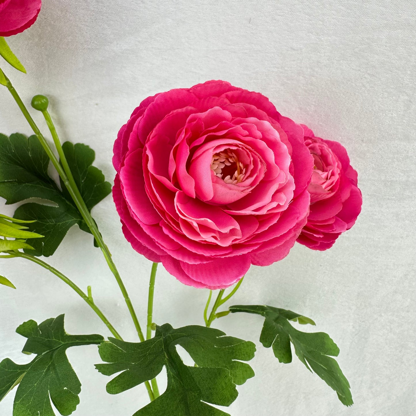 Pink Silk Camellia Bush - 4 Heads