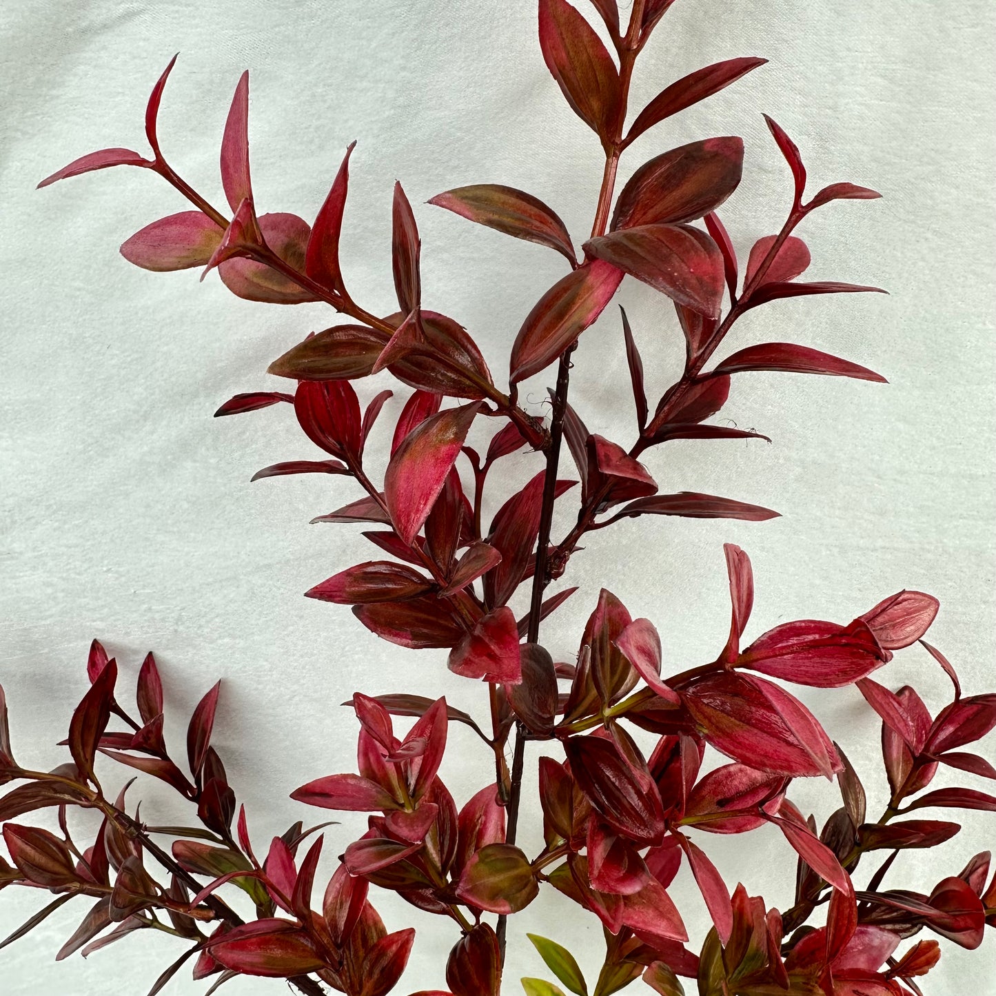 Red Sydney Vanilla Leaf Branch