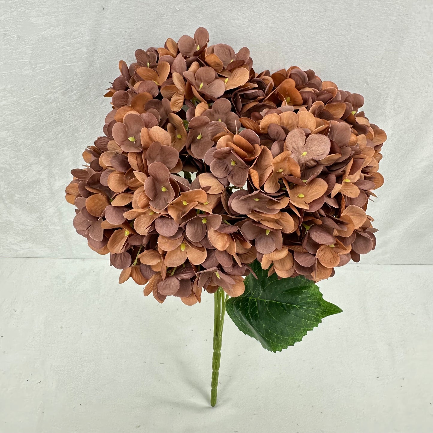 Brown Silk Pomegranate Hydrangea Bush - 5 Heads