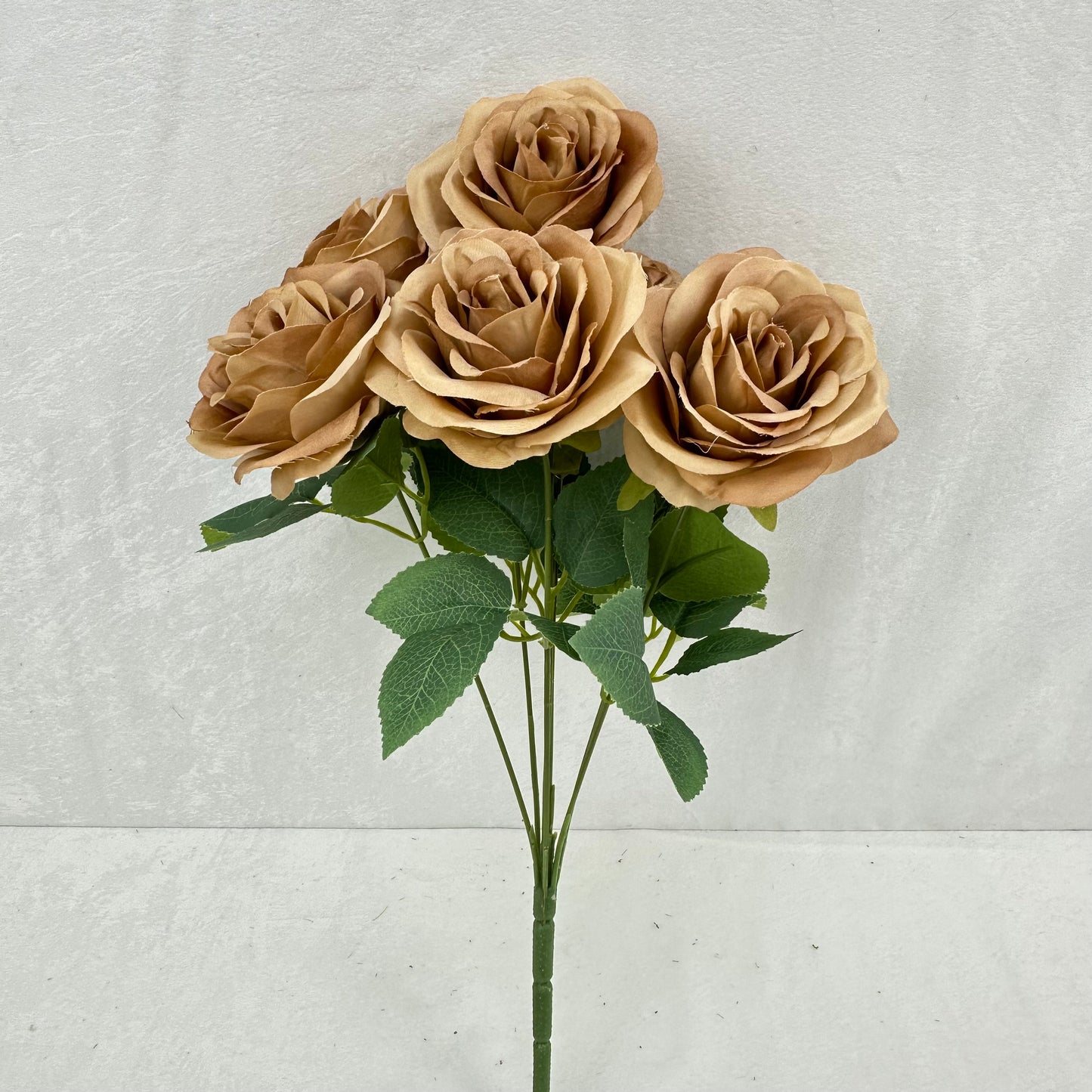 Brown Silk Happiness Rose Bush - 7 Heads