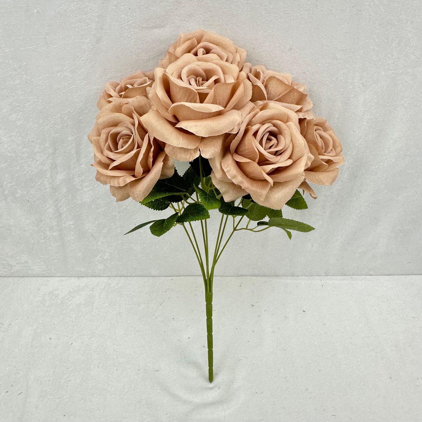 Brown Silk Star Moon Rose Bush - 7 Heads