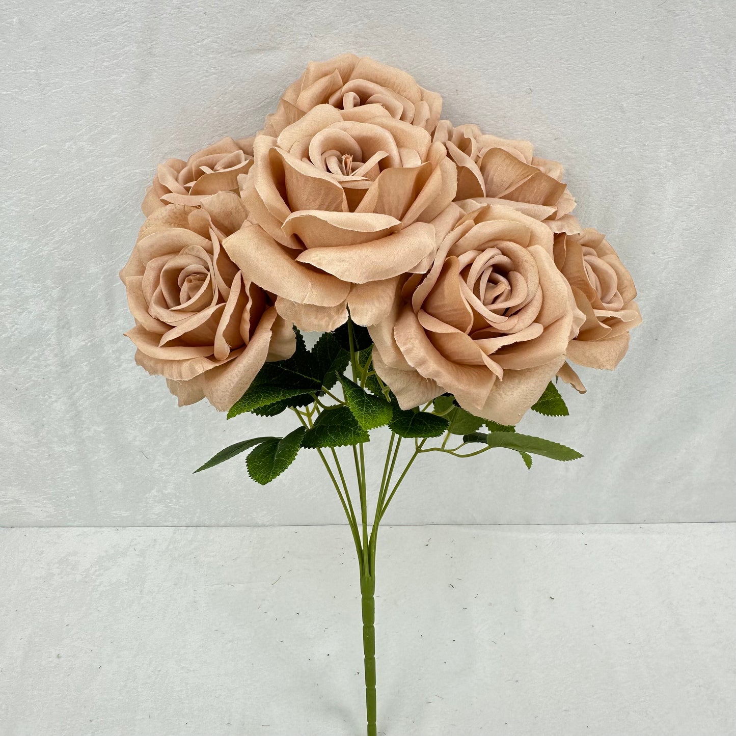 Brown Silk Star Moon Rose Bush - 7 Heads