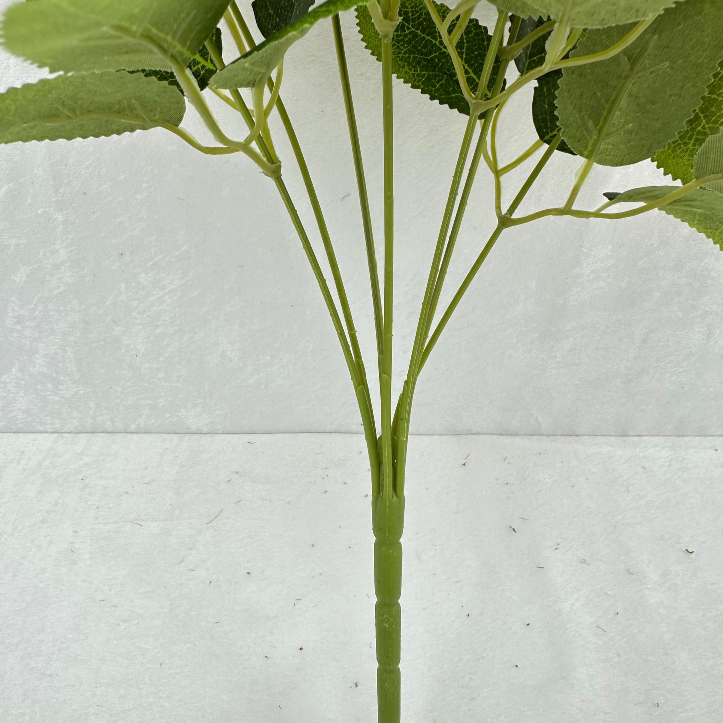 Brown Silk Star Moon Rose Bush - 7 Heads
