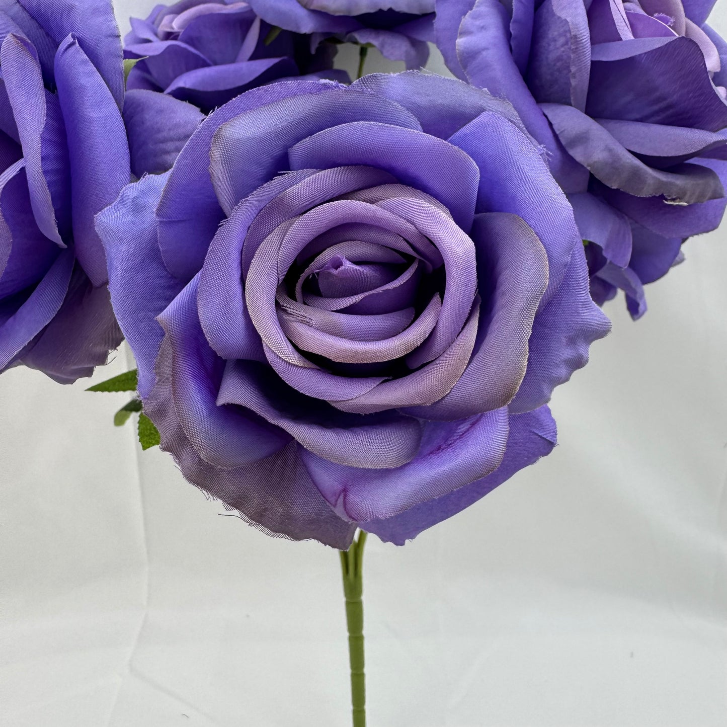 Lilac Silk Star Moon Rose Bush - 7 Heads