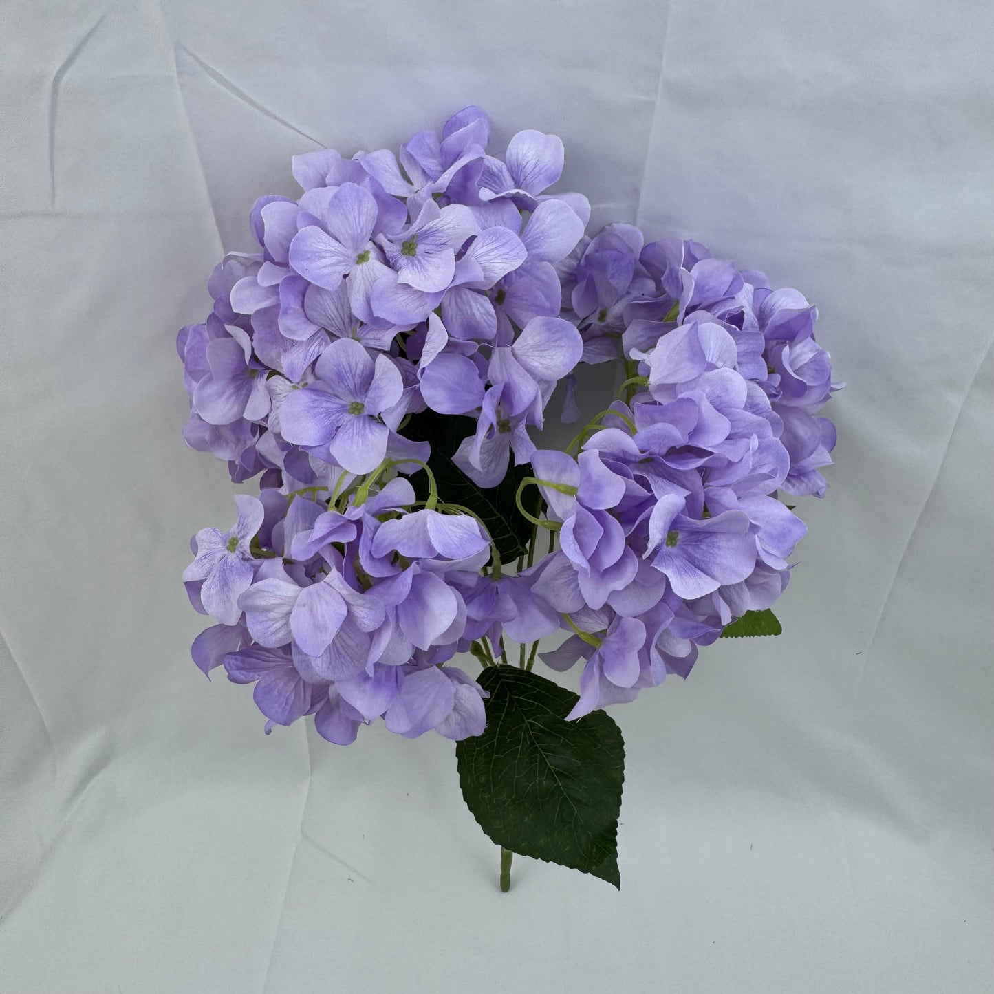 Lavender Silk Bulgarian Hydrangea Bush - 5 Heads