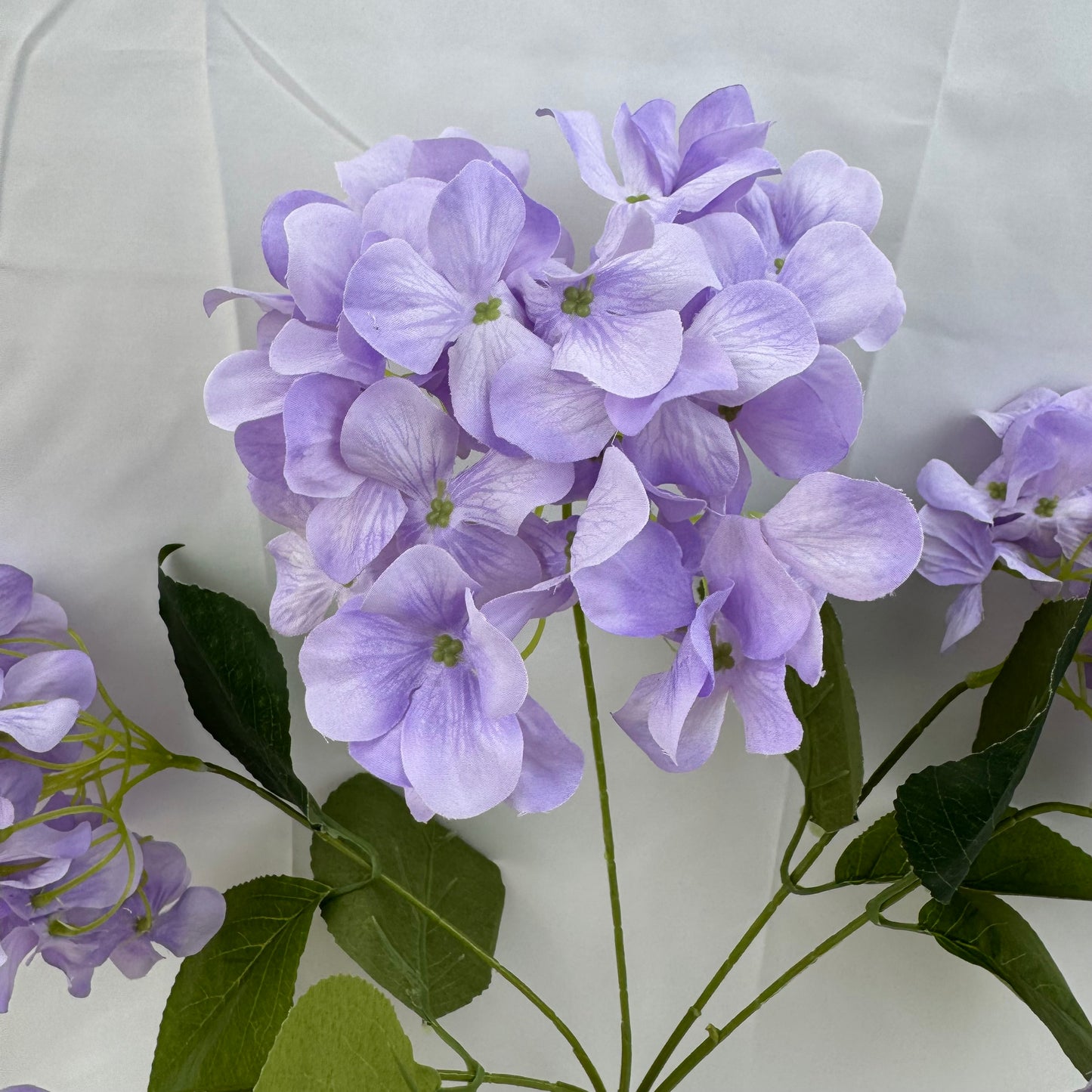 Lavender Silk Bulgarian Hydrangea Bush - 5 Heads