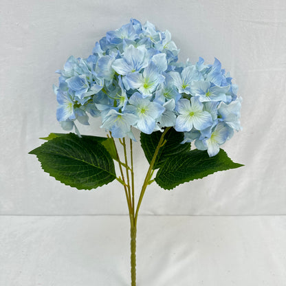 Blue Silk Lady Rose Hydrangea Bush - 5 Heads