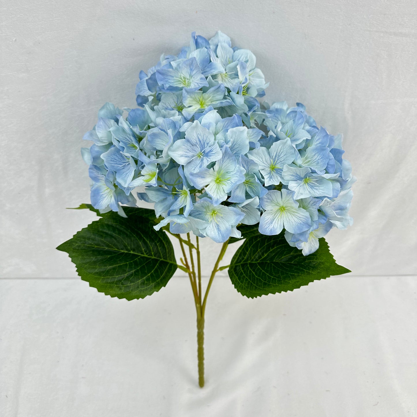 Blue Silk Lady Rose Hydrangea Bush - 5 Heads
